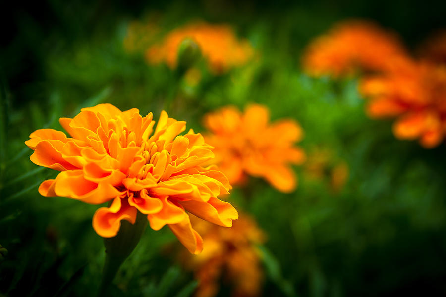 Orange Blooms Photograph