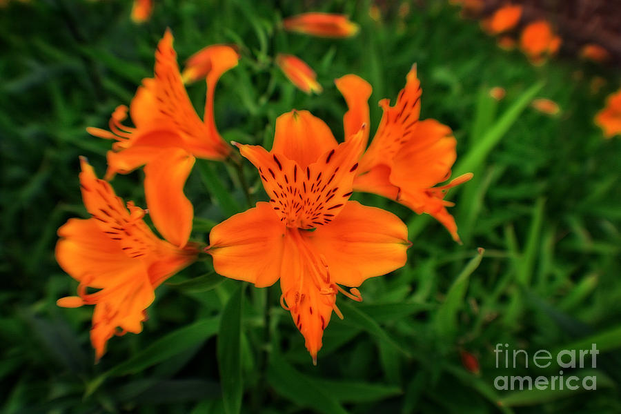 Orange Blossom Photograph by Doc Braham
