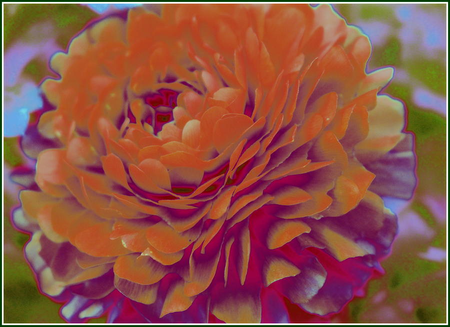 Flower Photograph - Orange Blossom Pop Art by Dora Sofia Caputo