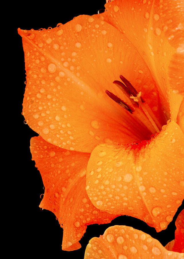Orange Blossom Special Photograph by Paul W Faust -  Impressions of Light