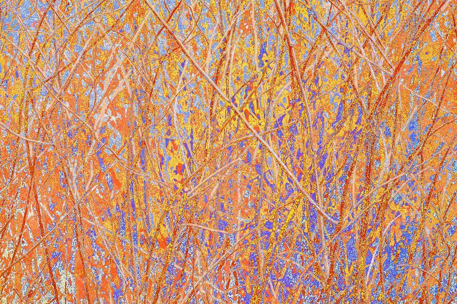 Orange Blue Nature Photograph by Suzanne Powers