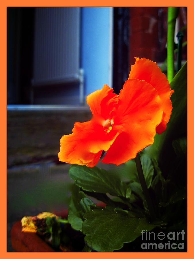 Orange Bonfire in Doorway Photograph by Joan-Violet Stretch