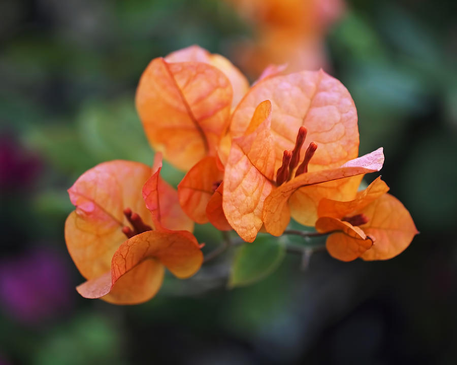 Spring Photograph - Orange Bougainvillea by Rona Black