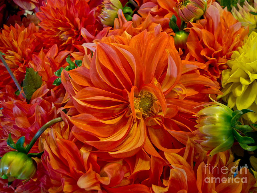 Flower Photograph - Orange Bouquet by Arlene Carmel