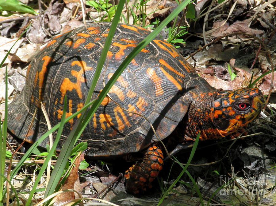 Orange box Turtle Photograph by Joshua Bales