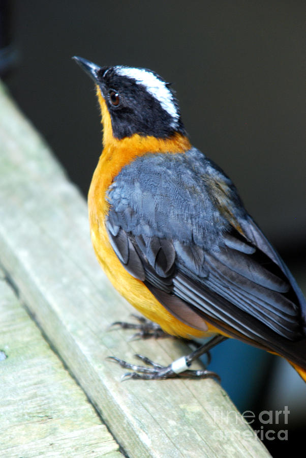 Orange Breasted Bird Portrait Photograph By Optical