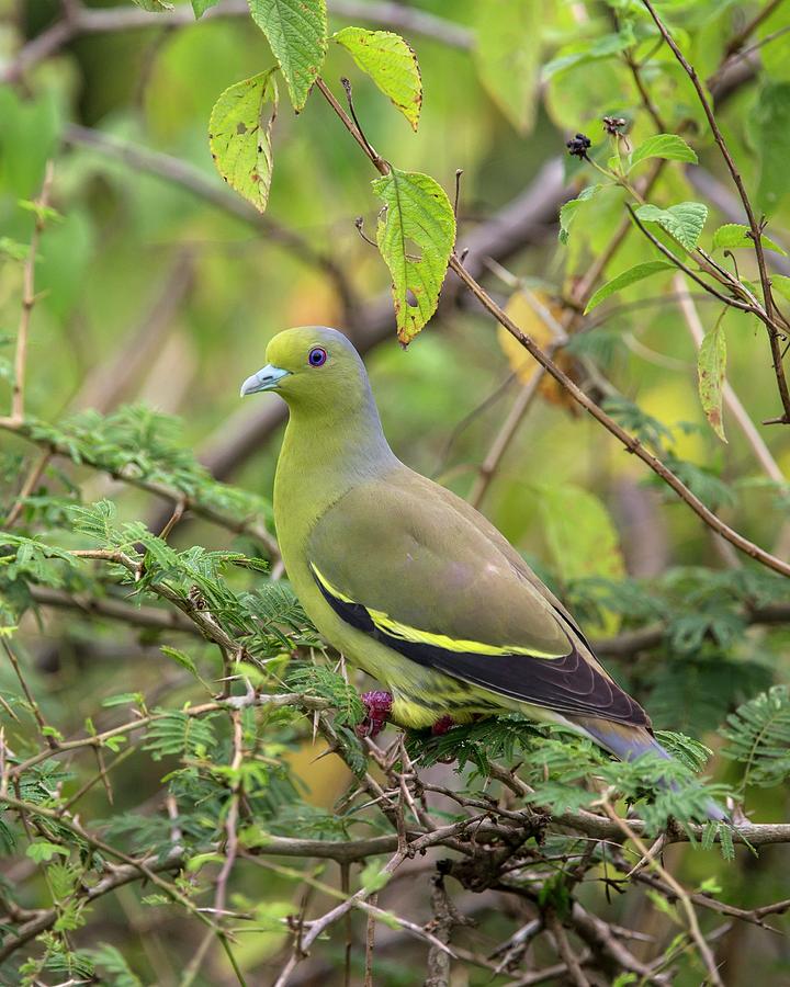 Orange-breasted Green Pigeon Photograph by Peter J. Raymond
