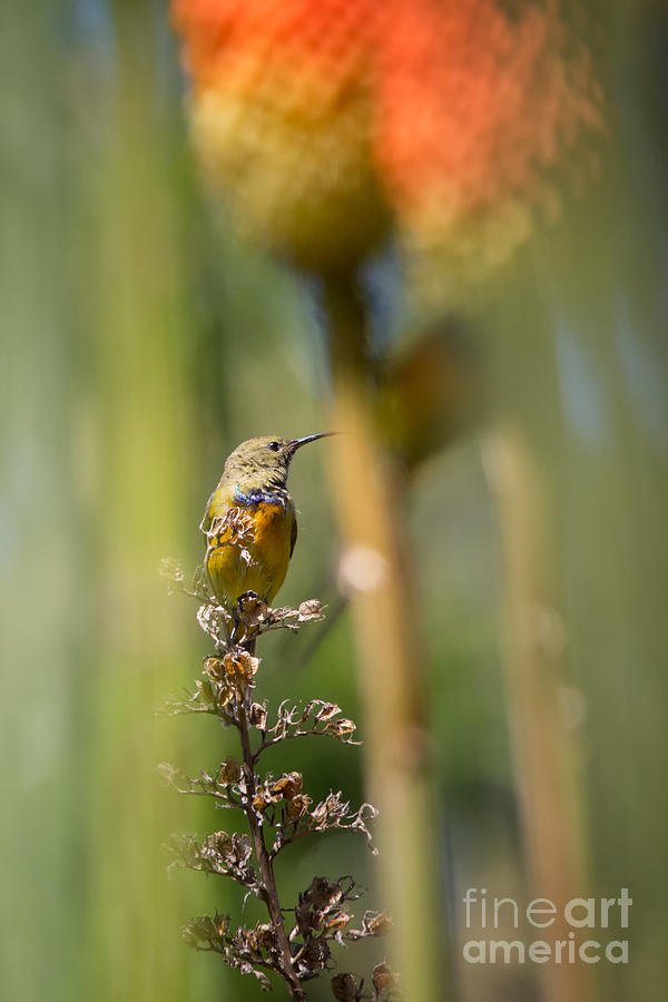 Bird Photograph - Orange breasted Sunbird by David Van der Want