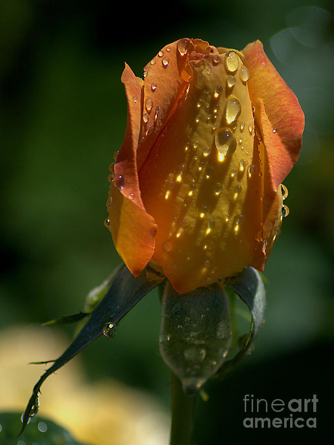 Flower Photograph - Orange Bud by Sharon Elliott