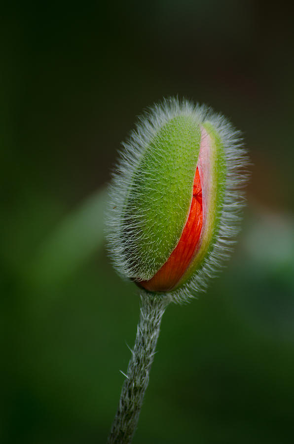Orange Budding Poppy Photograph by Tikvahs Hope