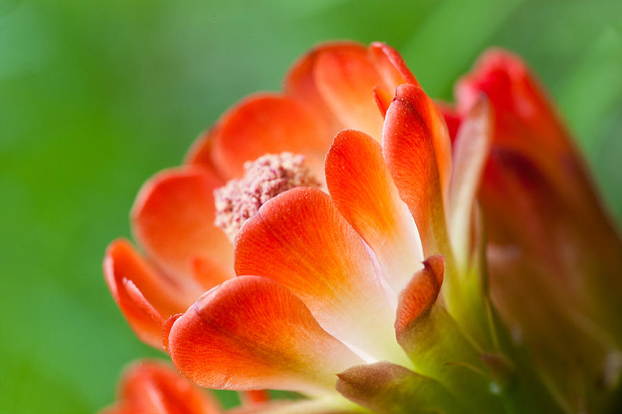 Orange Burst Photograph by Eggers Photography
