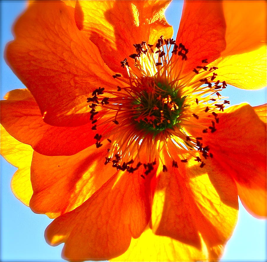 Orange Burst Photograph by Tracy Male