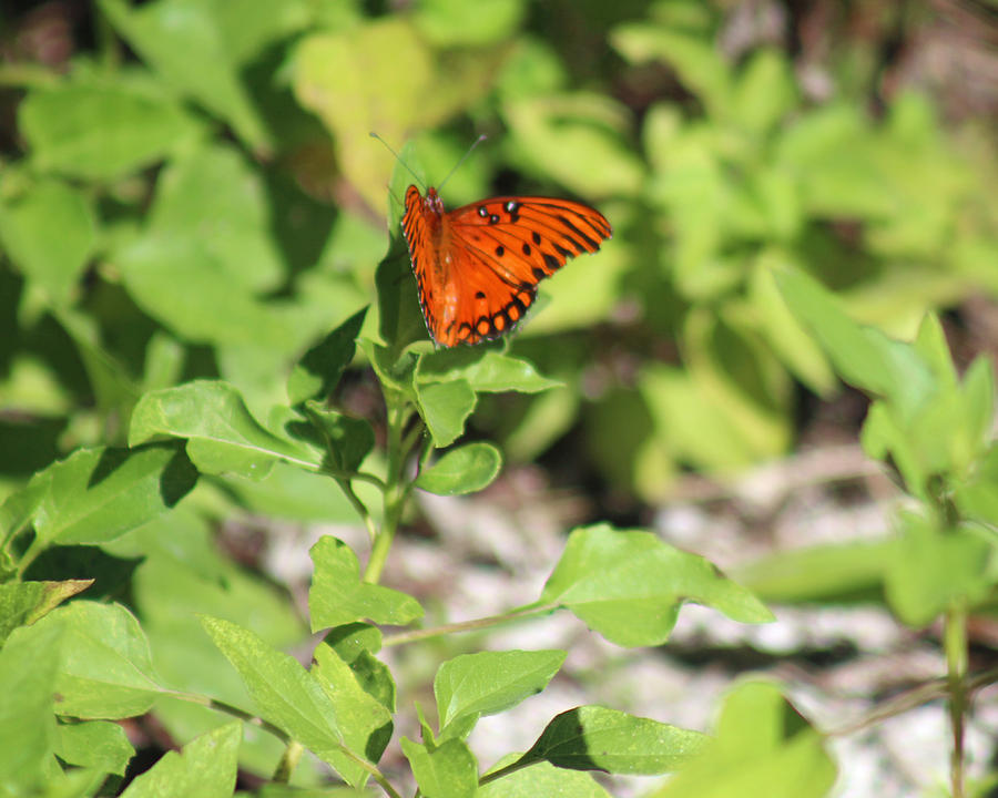 Orange Butterfly Photograph by Audrey Robillard