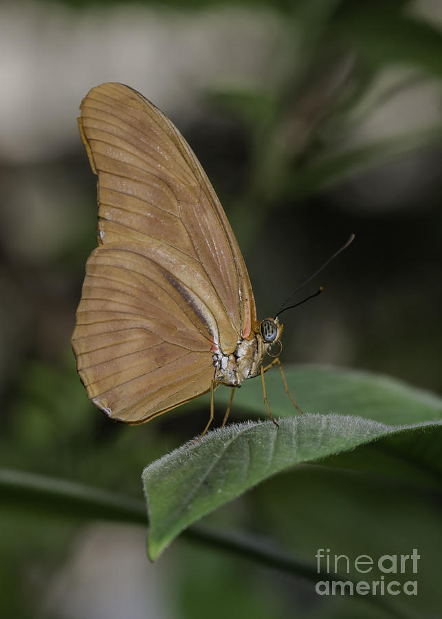 Orange Butterfly Photograph by Alan Palmer | Fine Art America