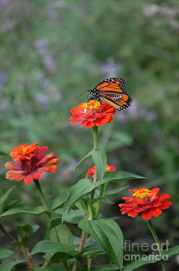 Flower Photograph - Orange Butterfly by Anjanette Douglas