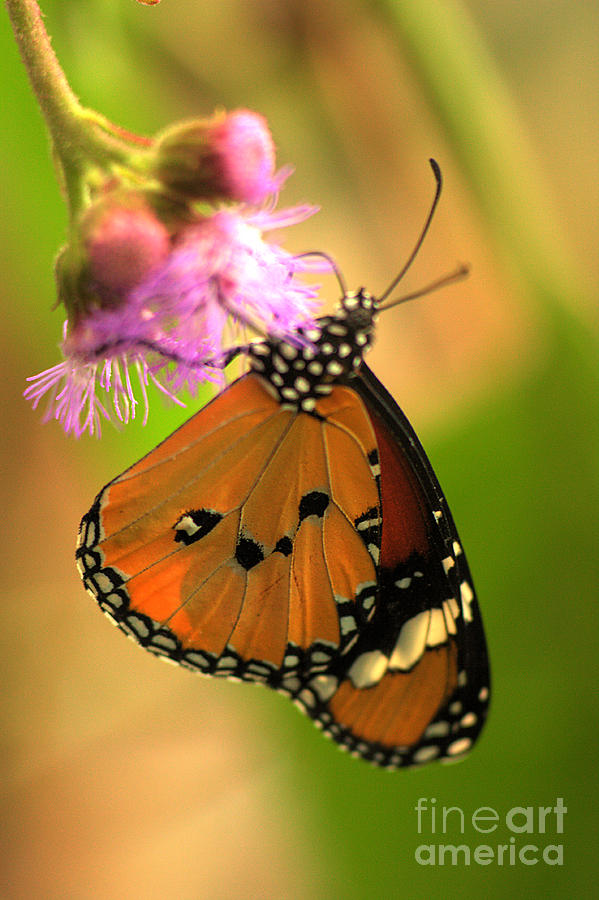 Orange Butterfly Photograph by Jeremy Hayden