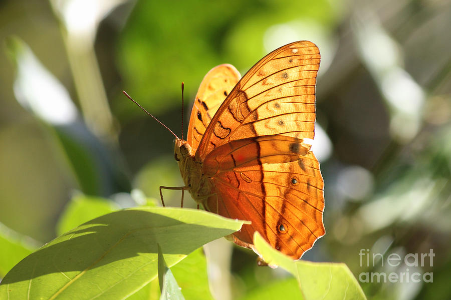 Orange Butterfly Photograph by Jola Martysz