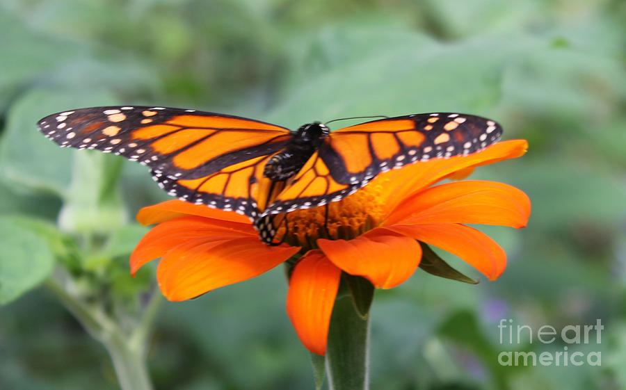 Orange Butterfly Photograph by Judy Latimer - Fine Art America