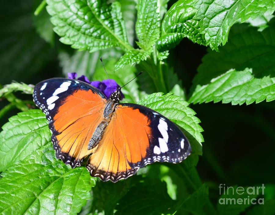 Butterfly Photograph - Orange Butterfly by Kathleen Struckle