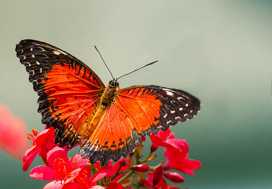 Orange butterfly Photograph by Lowell Monke - Fine Art America