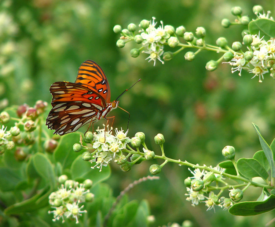 Orange Butterfly Photograph by Marcia Socolik