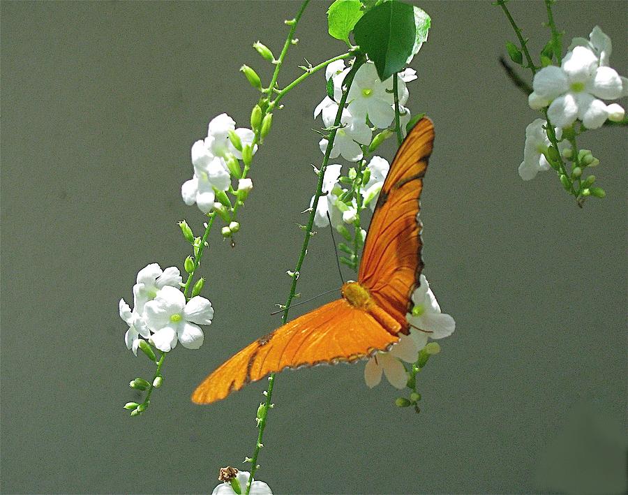 Orange Butterfly/Julia Dryas Julia Photograph by Melinda Saminski