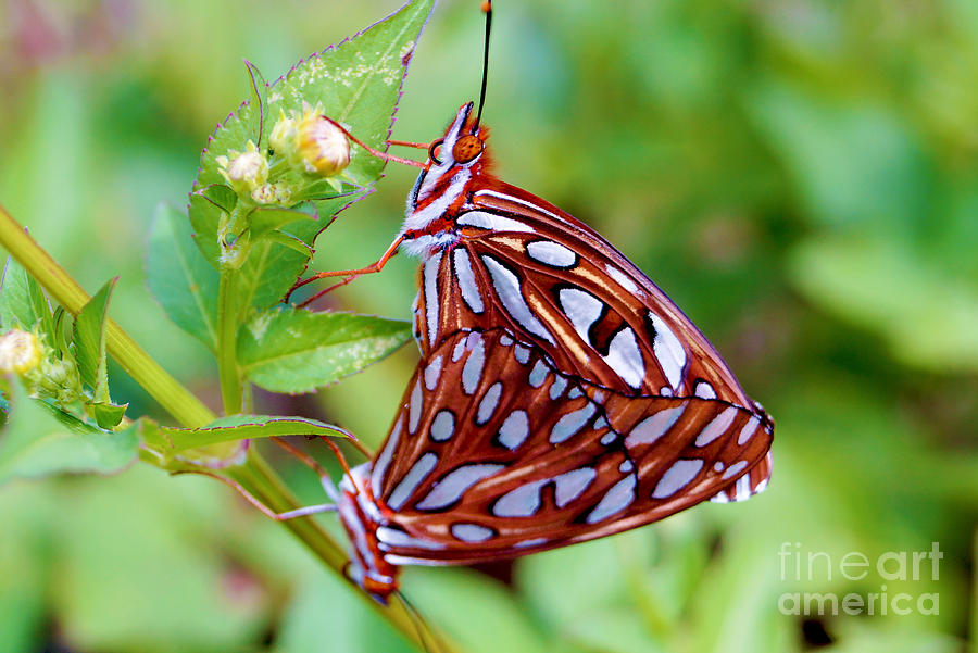 Butterfly Photograph - Orange Butterfly by Michael Frizzell