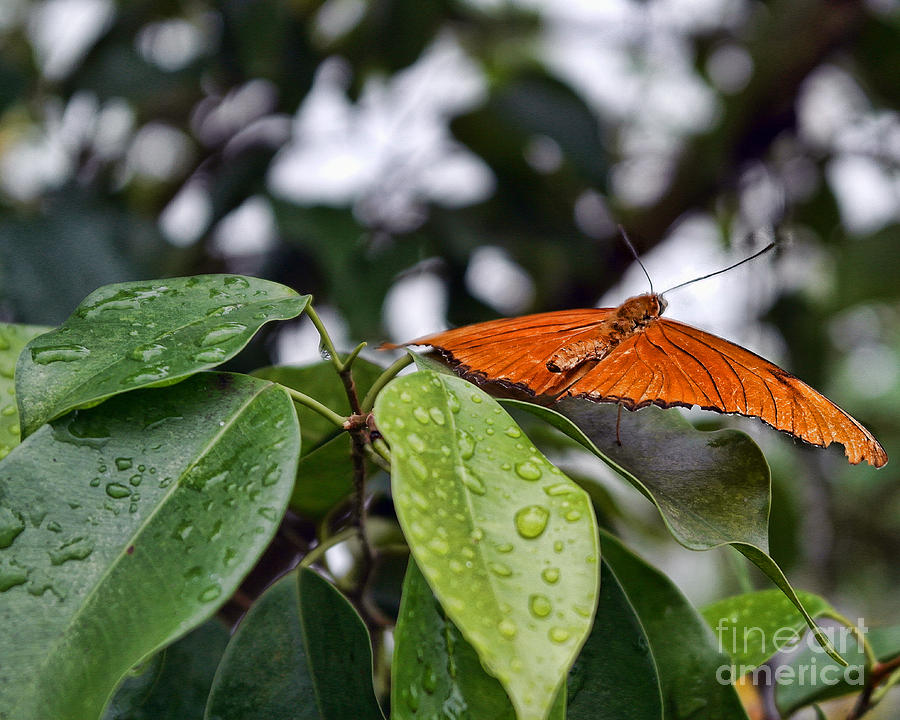 Orange Butterfly Photograph by Nora Martinez