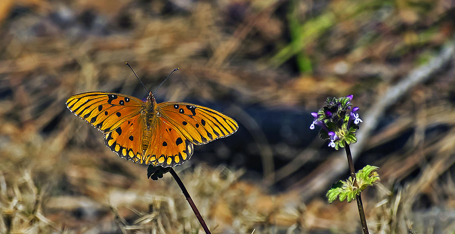 Gulf Fritillary Butterfly on a Weed Bloom Photograph by Michael Whitaker