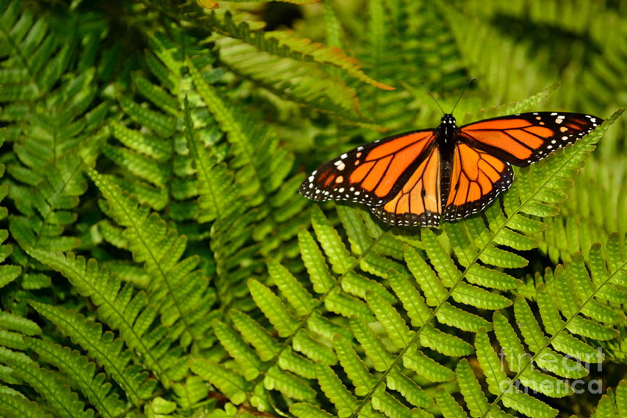 Wildlife Photograph - Orange Butterfly on Fern  by Amy Lucid