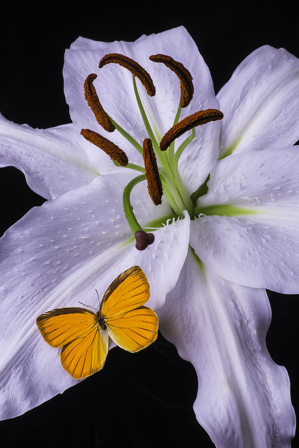 Orange Butterfly On Lily Photograph by Garry Gay