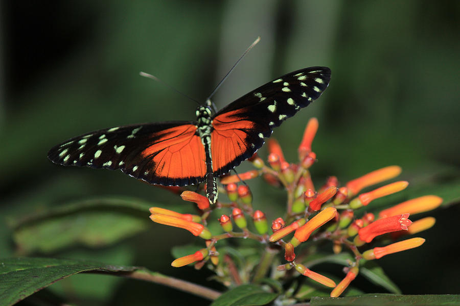 Butterfly Photograph - Orange Butterfly On Orange Flower by Lorraine Baum