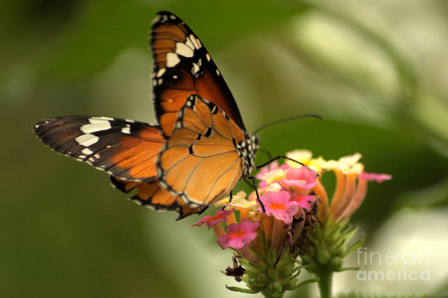 Orange Butterfly on Pink Flowers Photograph by Jeremy Hayden