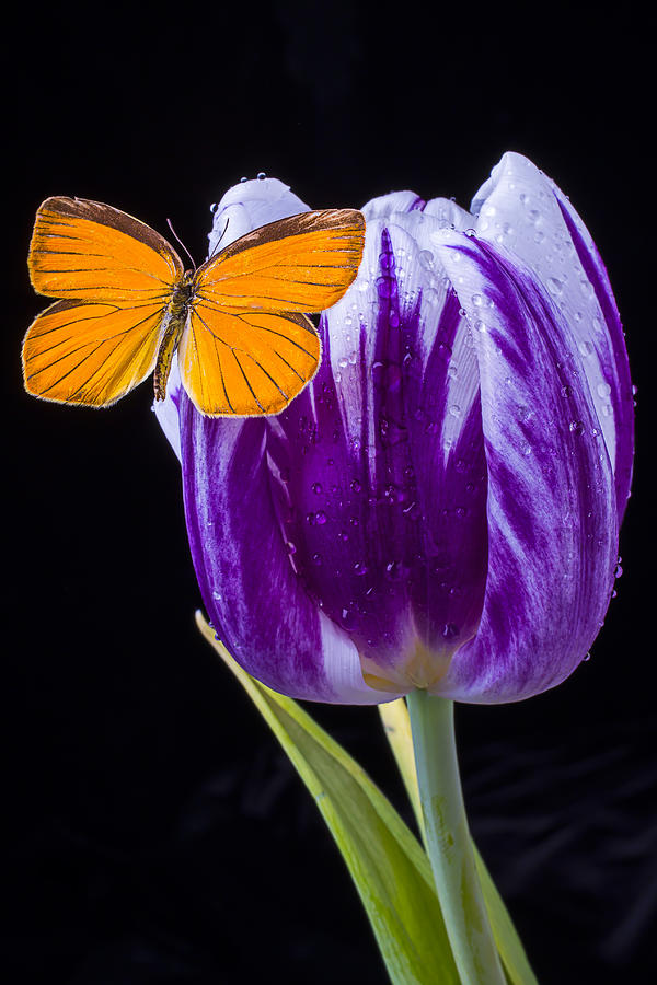 Tulip Photograph - Orange Butterfly on Purple Tulip by Garry Gay