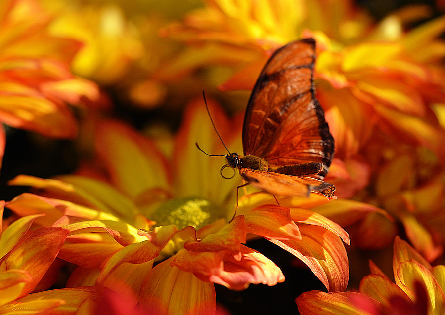 Nature Photograph - Orange Butterfly On Yellow Flowers by Maria Angelica Maira