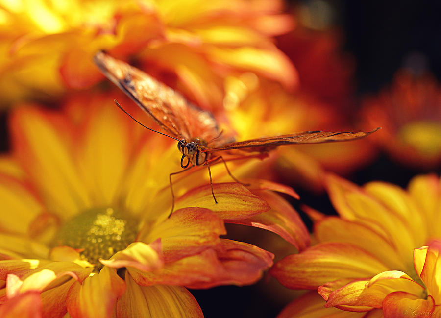 Nature Photograph - Orange Butterfly On Yellow Mums by Maria Angelica Maira