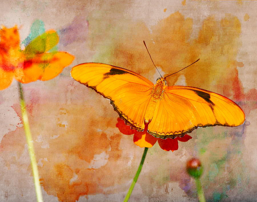 Orange Butterfly Photograph by Virginia Folkman