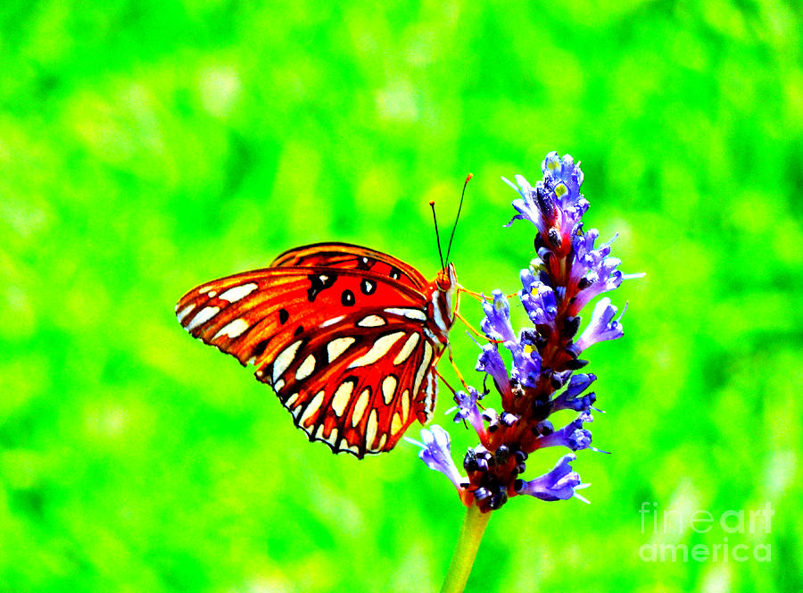 Orange Butterly Against A Funky Green Background Photograph by Renee Trenholm