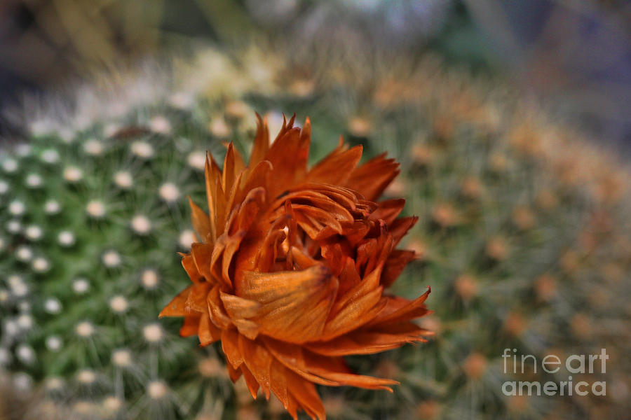 Flowers Still Life Photograph - Orange Cactus Bloom by Audreen Gieger