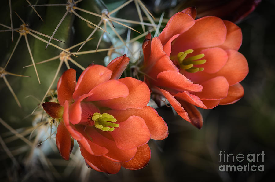 Orange Cactus Blooms Photograph by Tamara Becker