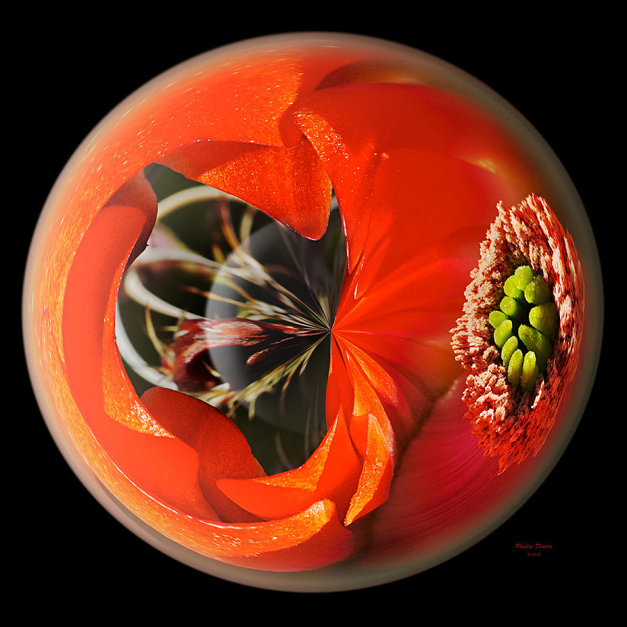 Orange Cactus Flower In A Globe Photograph by Phyllis Denton