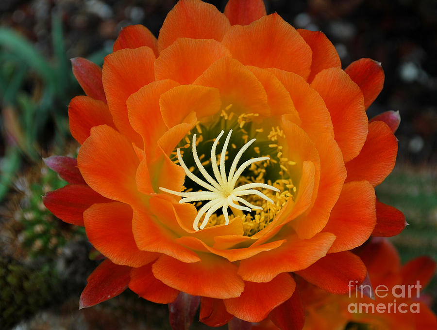 Orange Cactus Flower Photograph by Nancy Mueller