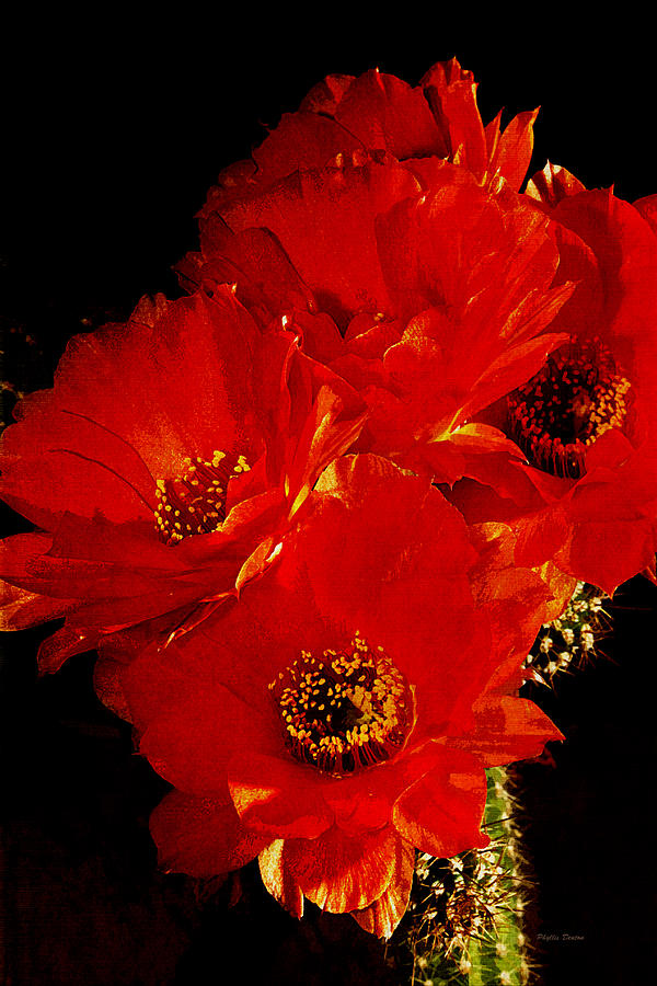 Orange Cactus Flowers Digital Painting Photograph by Phyllis Denton
