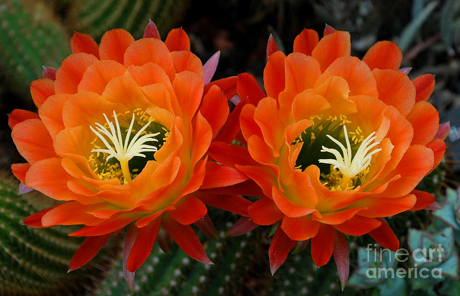 Orange Cactus Flowers Photograph by Nancy Mueller