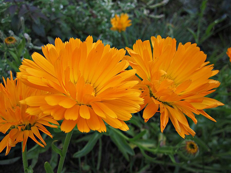Orange Calendula Photograph by MTBobbins Photography