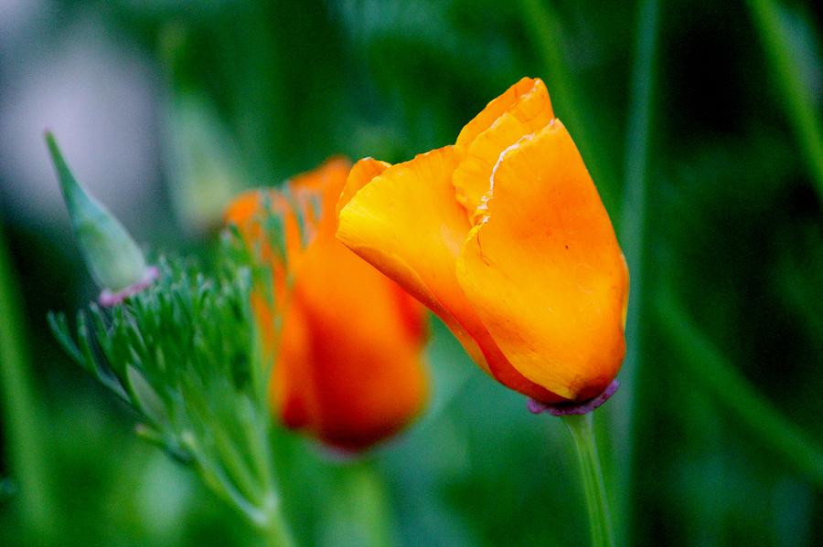 Flower Photograph - Orange California Poppies by Cynthia Guinn