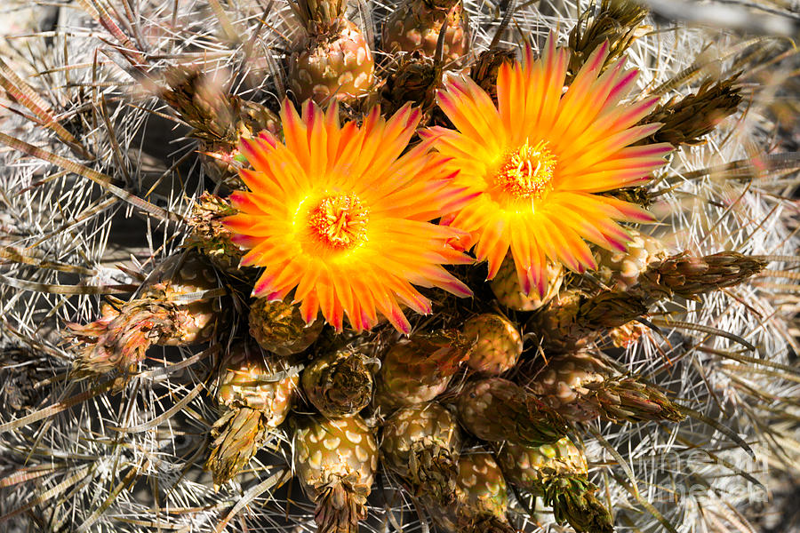 Orange Candy Barrel Cactus Photograph by Beverly Guilliams