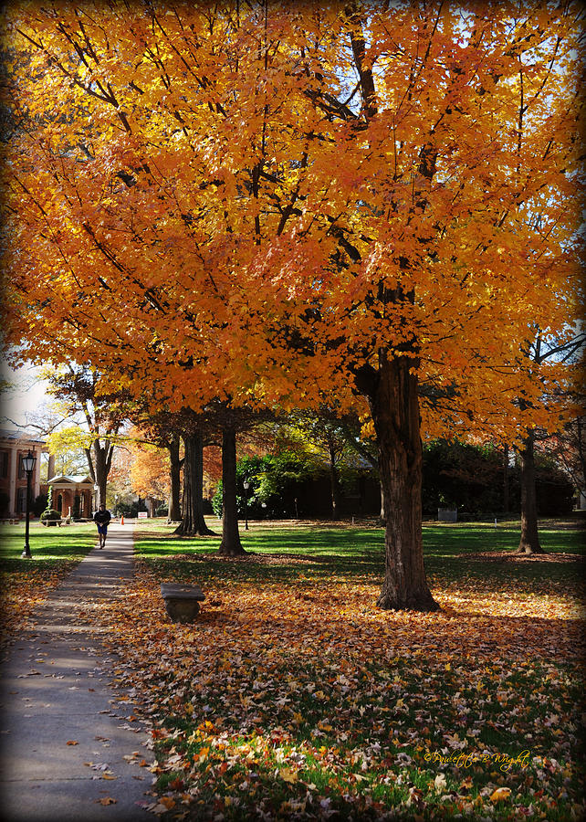 Tree Photograph - Orange Canopy - Davidson College by Paulette B Wright