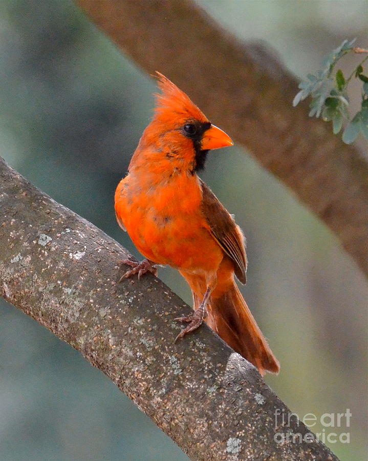 Orange Cardinal II Photograph by Carol Bradley - Fine Art America