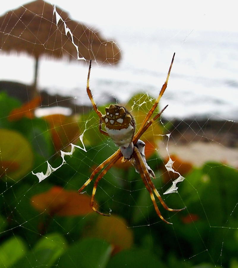 Orange Caribbean Spider - Silver Argiope Photograph by Amy McDaniel